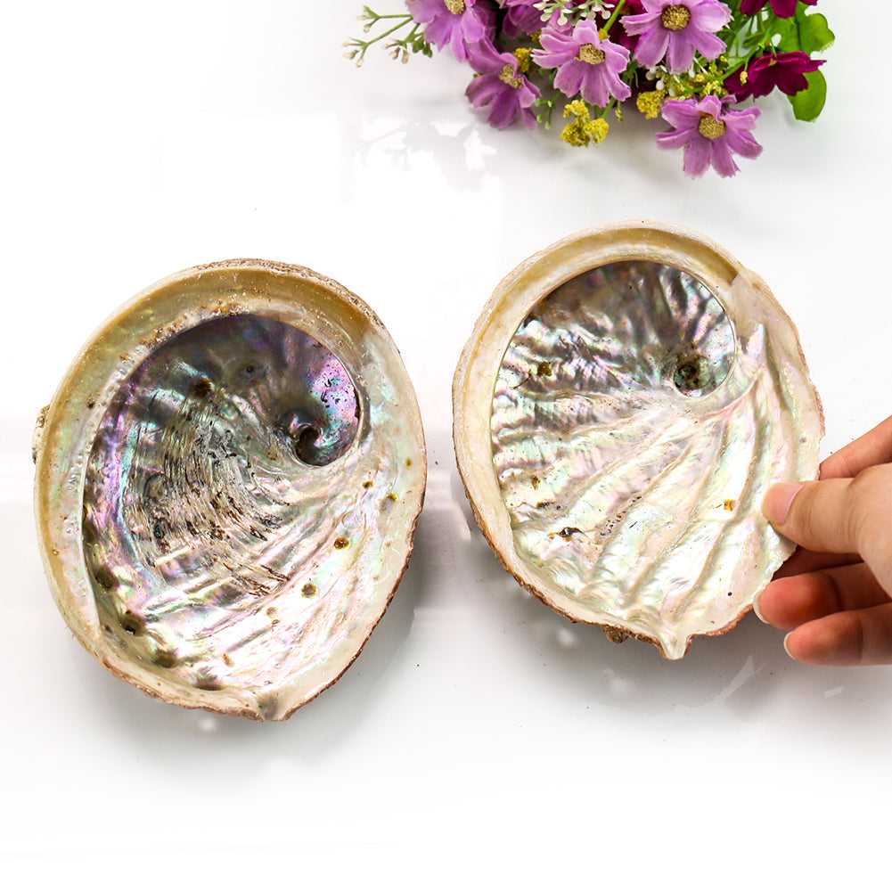 Natural Abalone Shells